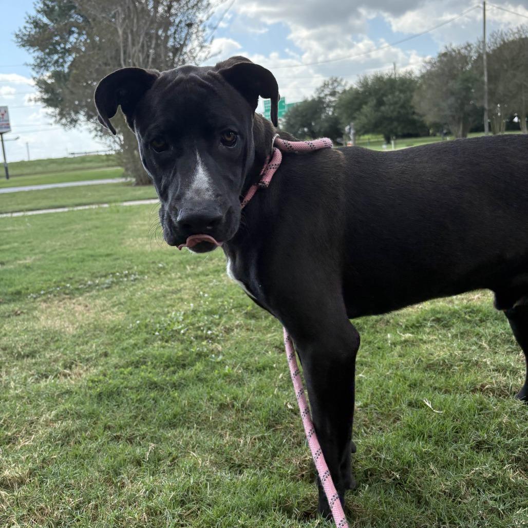 Roger, a Adoptable mixed breed in Beaumont, TX image 1/6