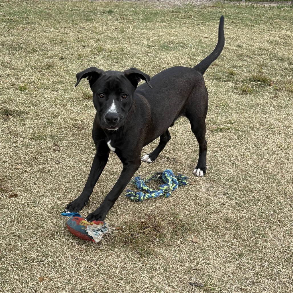 Roger, Adoptable, Young Male Black Labrador Retriever.