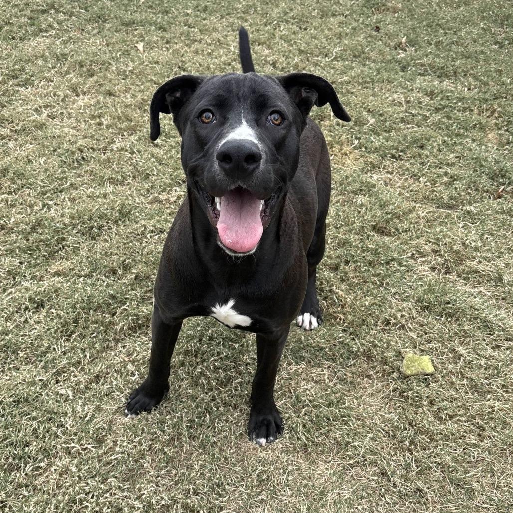 Roger, a Adoptable mixed breed in Beaumont, TX image 2/6