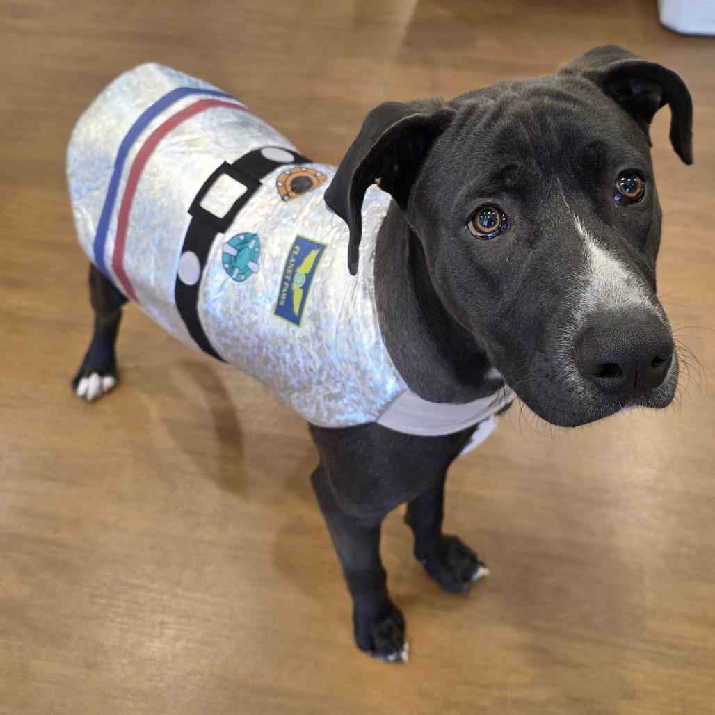 Enlarge Roger, a Adoptable mixed breed in Beaumont, TX image 3/6