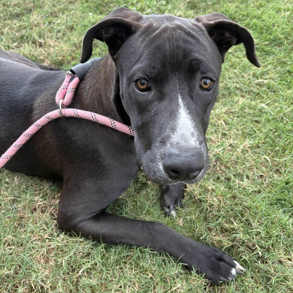 Enlarge Roger, a Adoptable mixed breed in Beaumont, TX image 6/6
