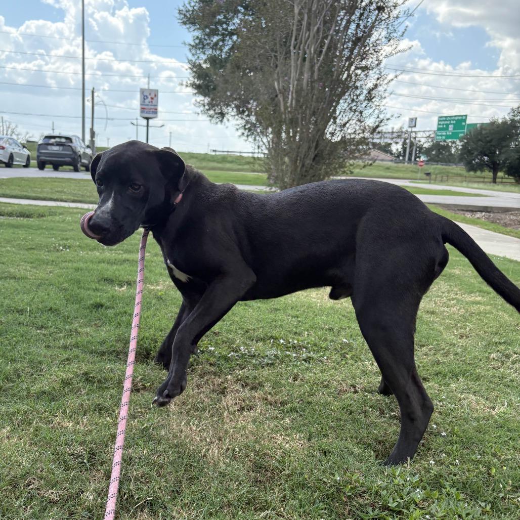 Roger, a Adoptable mixed breed in Beaumont, TX image 5/6