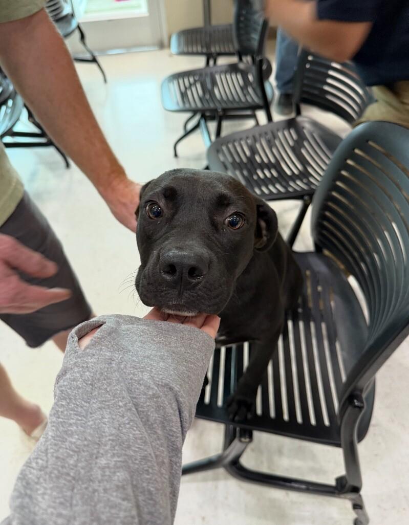 Enlarge Bobby, a Adoptable Mixed Breed in Hobbs, NM image 1/1