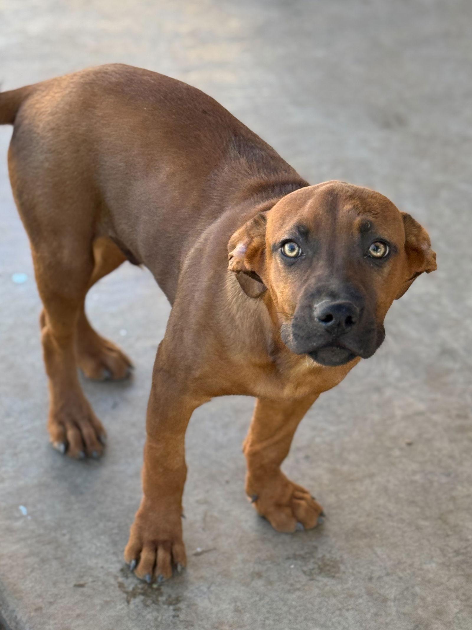 Enlarge Whitaker, a Adopted mixed breed in PHOENIX, AZ image 1/3