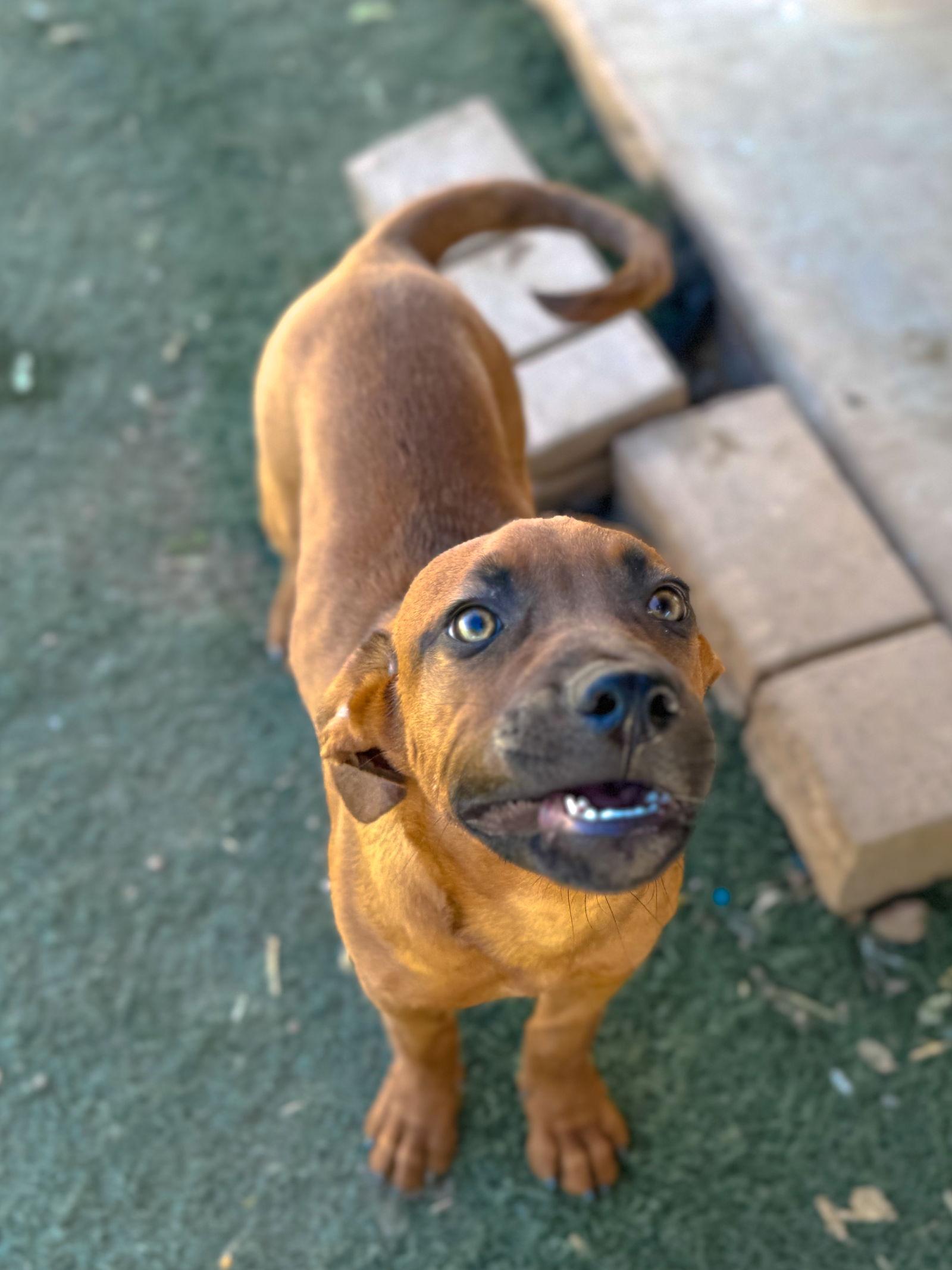 Enlarge Whitaker, a Adopted mixed breed in PHOENIX, AZ image 2/3