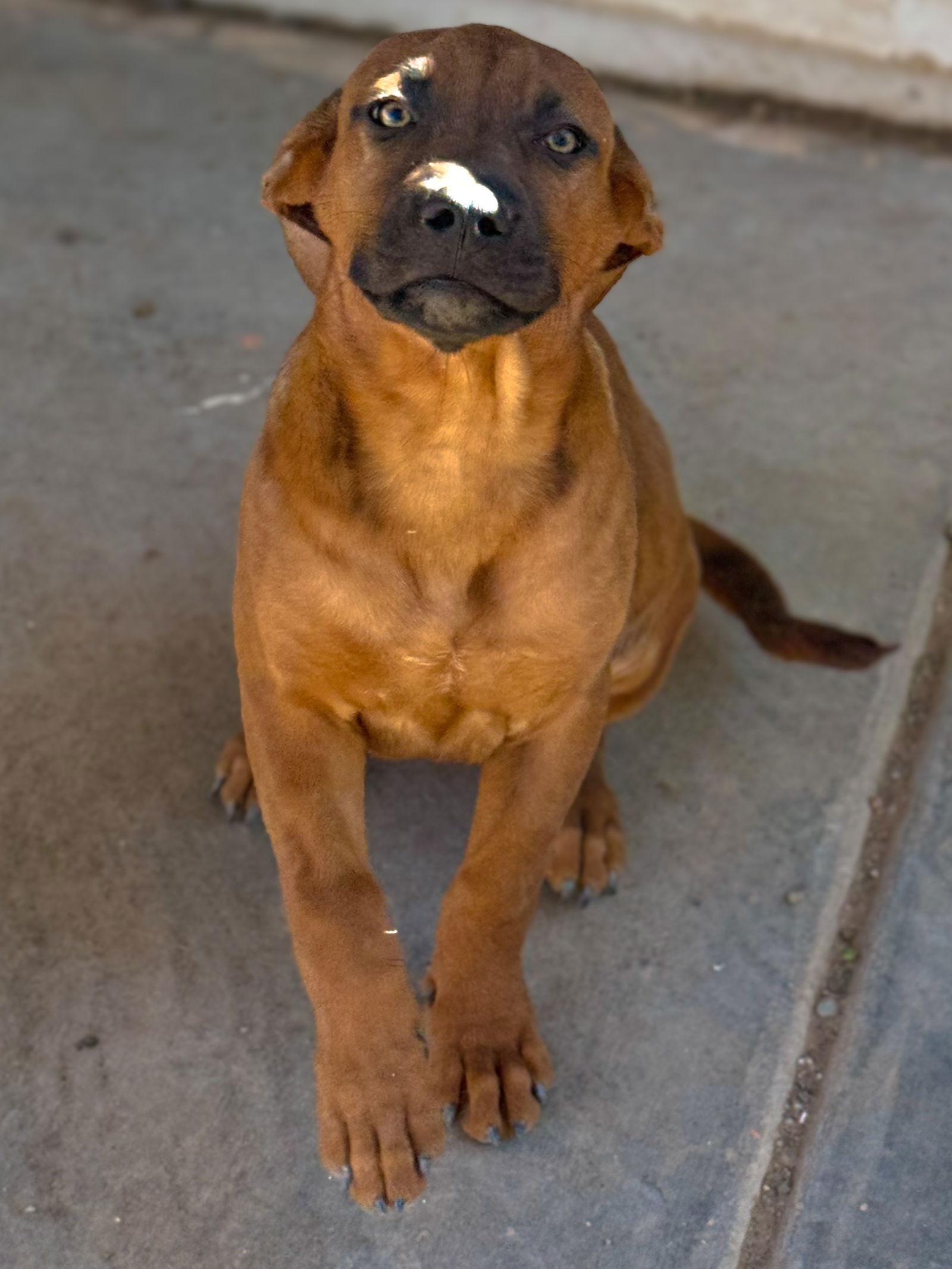 Enlarge Whitaker, a Adopted mixed breed in PHOENIX, AZ image 3/3
