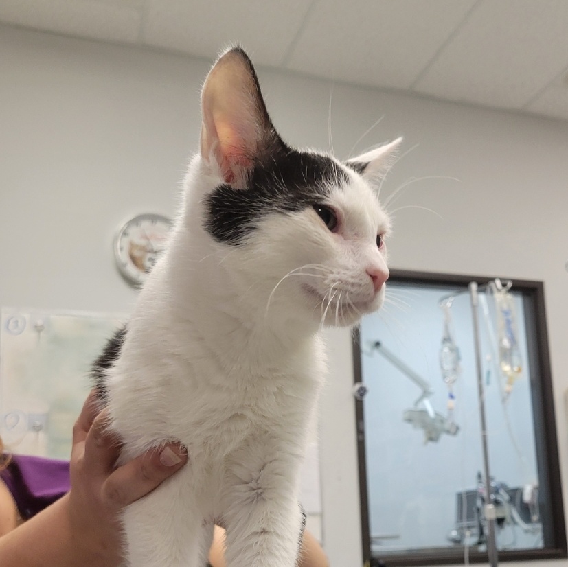 Enlarge Barney, a Adopted Domestic Short Hair in Cathedral City, CA image 1/2