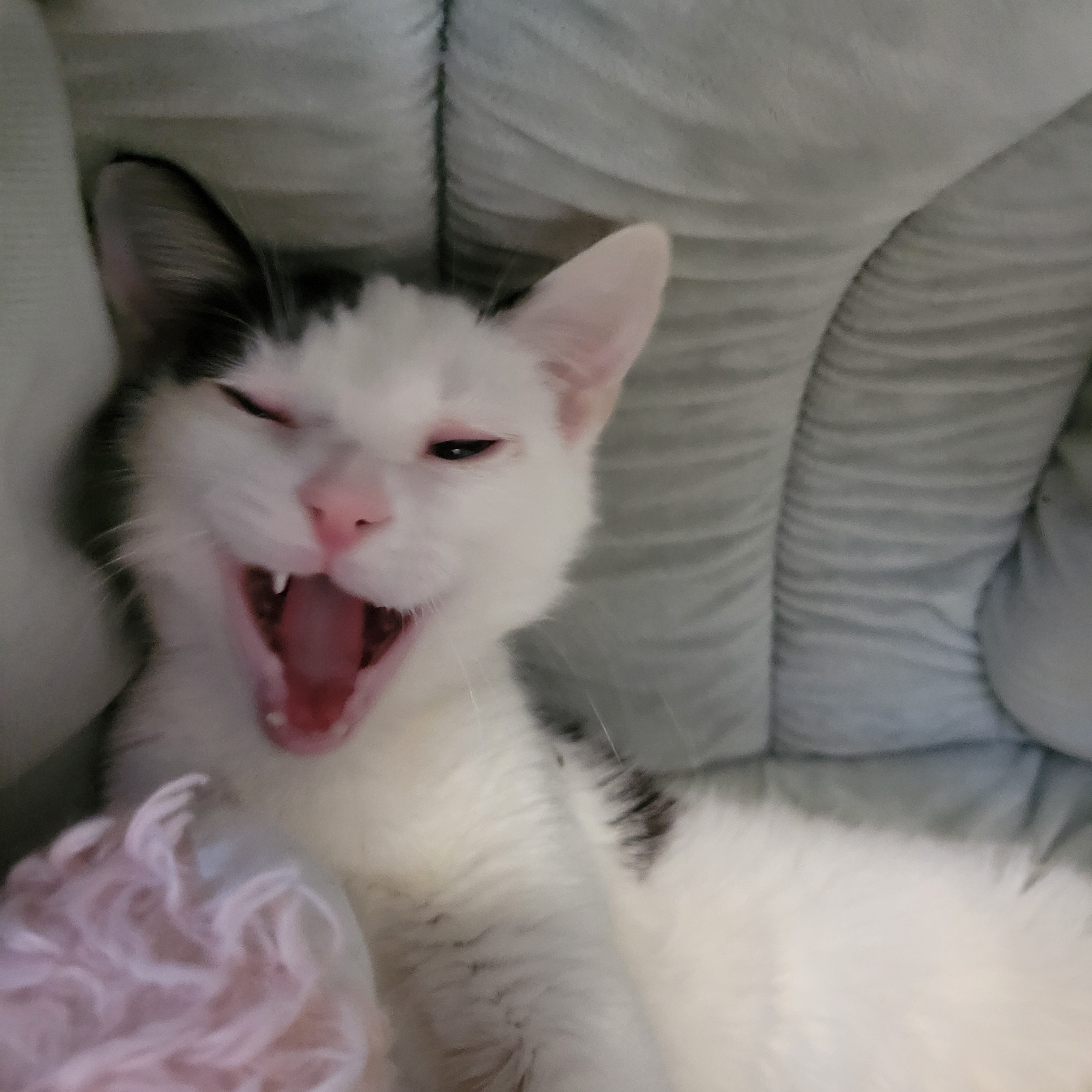 Enlarge Barney, a Adopted Domestic Short Hair in Cathedral City, CA image 2/2