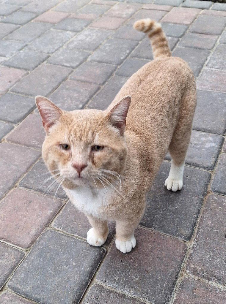 Yowlie, a Adoptable Domestic Short Hair in Battle Ground, WA image 2/3