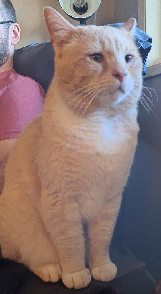 Yowlie, a Adoptable Domestic Short Hair in Battle Ground, WA image 3/3