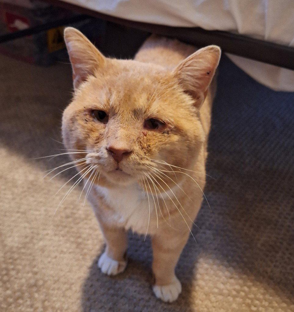 Enlarge Yowlie, a Adoptable Domestic Short Hair in Battle Ground, WA image 1/3