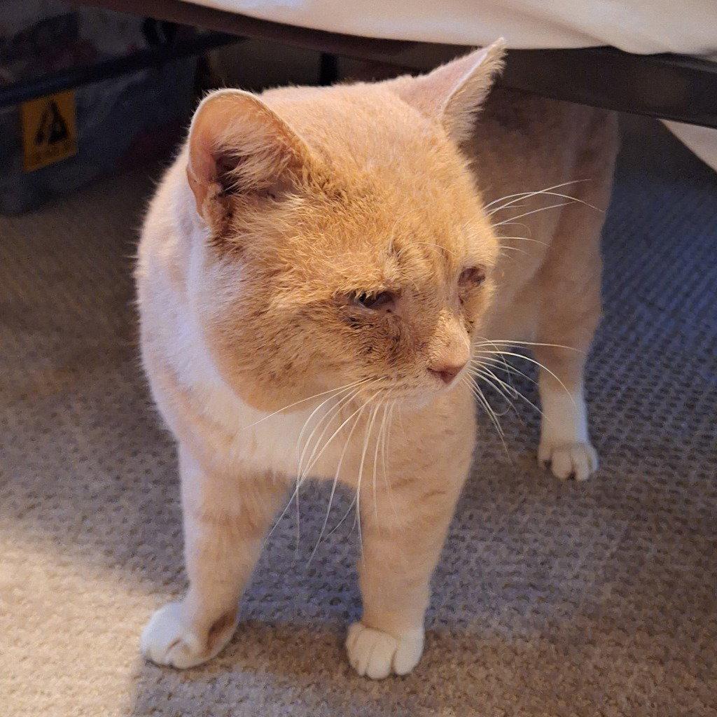 Enlarge Yowlie, a Adoptable Domestic Short Hair in Battle Ground, WA image 2/3