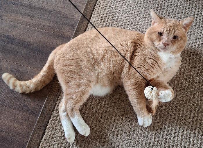 Enlarge Yowlie, a Adoptable Domestic Short Hair in Battle Ground, WA image 3/3