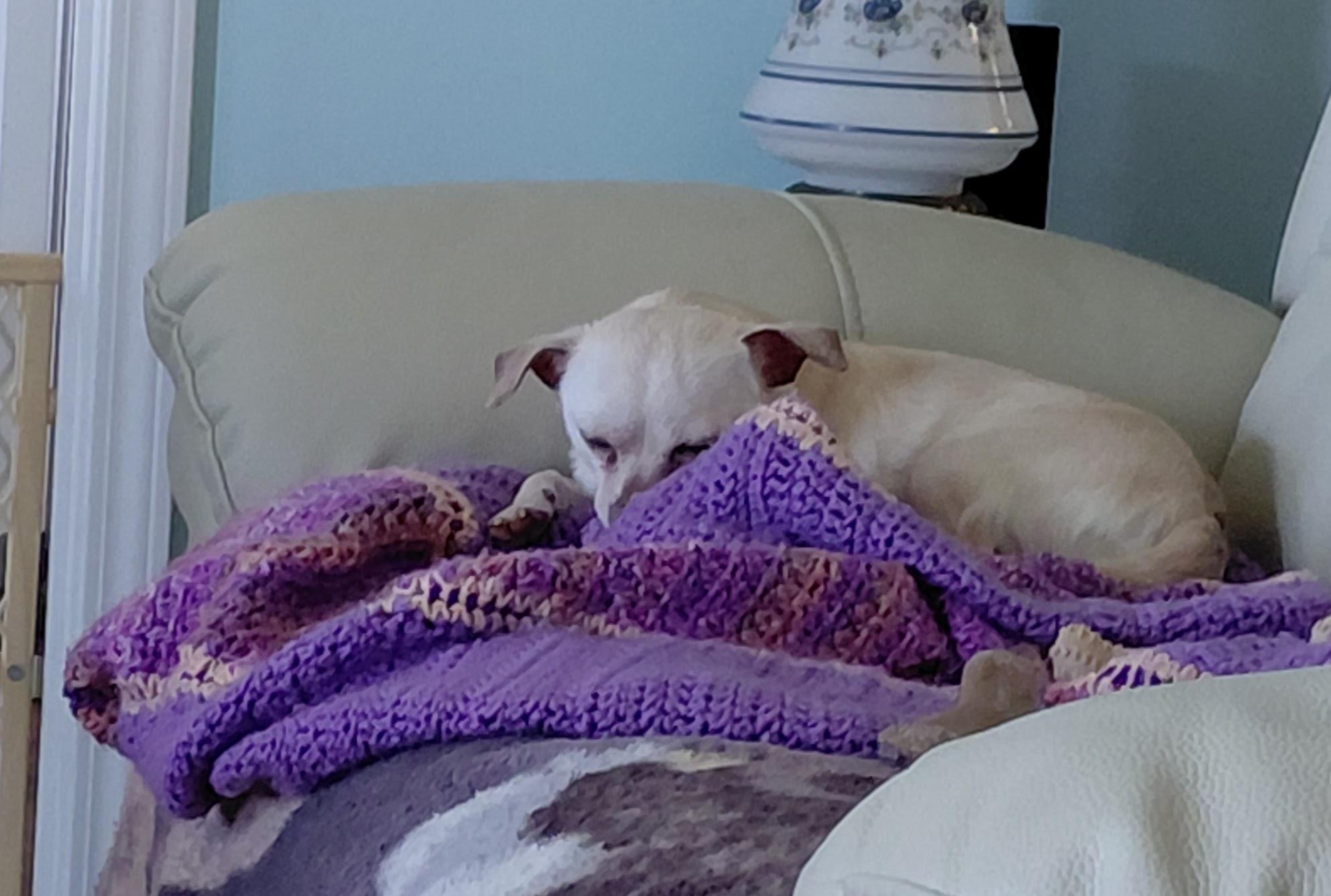 Enlarge Zeus, a ADOPTABLE Chihuahua in Durham, NC image 2/3