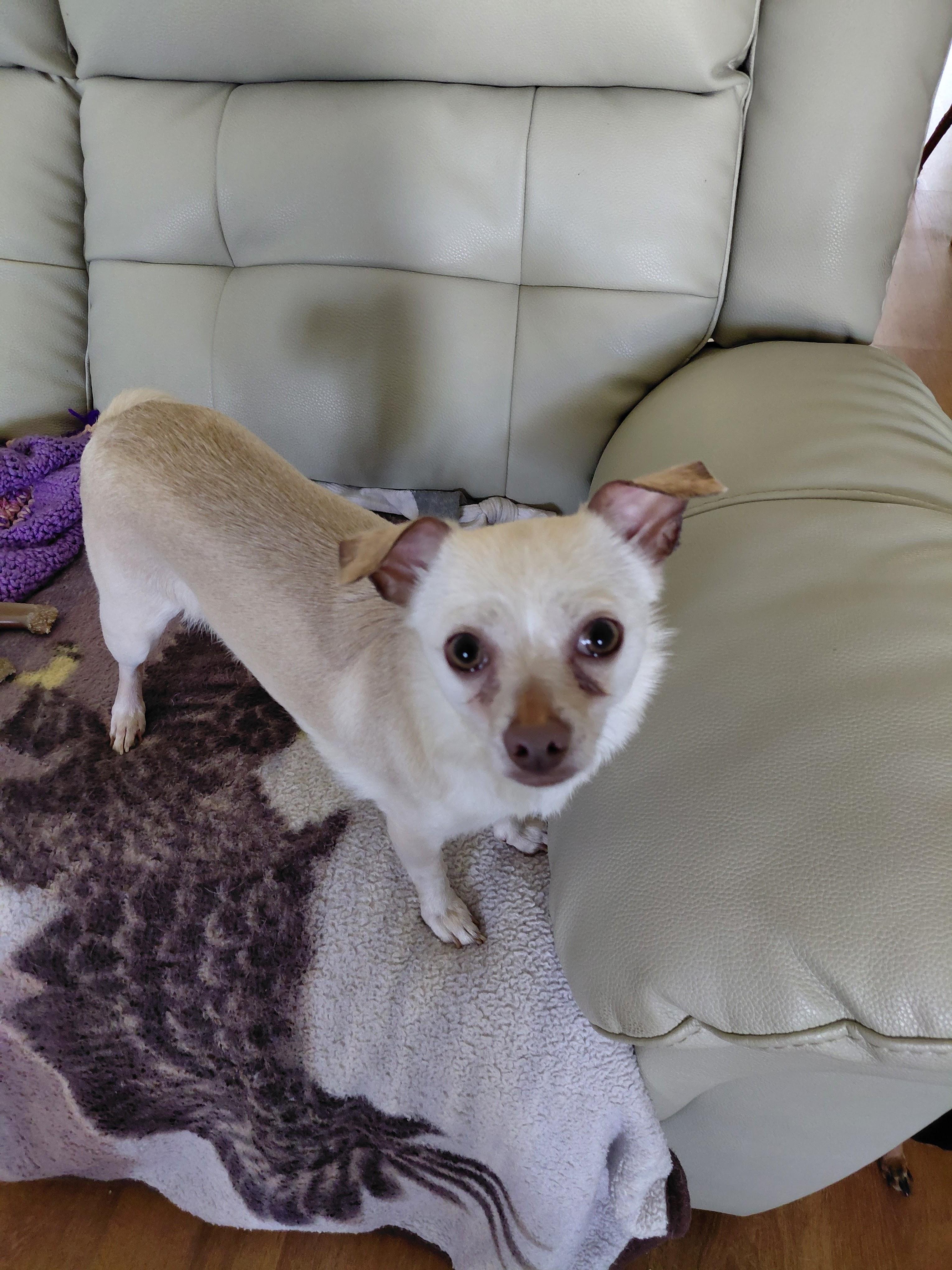 Enlarge Zeus, a ADOPTABLE Chihuahua in Durham, NC image 3/3