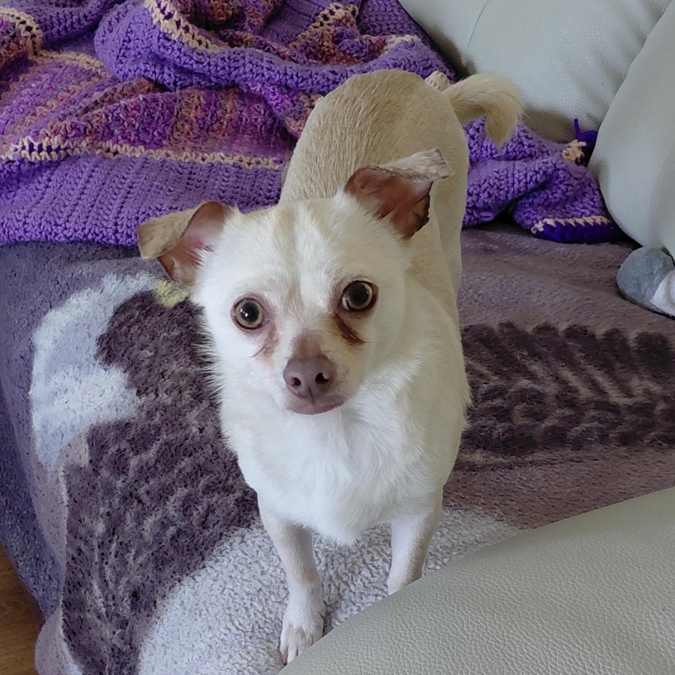 Zeus, ADOPTABLE, Adult Male Chihuahua.