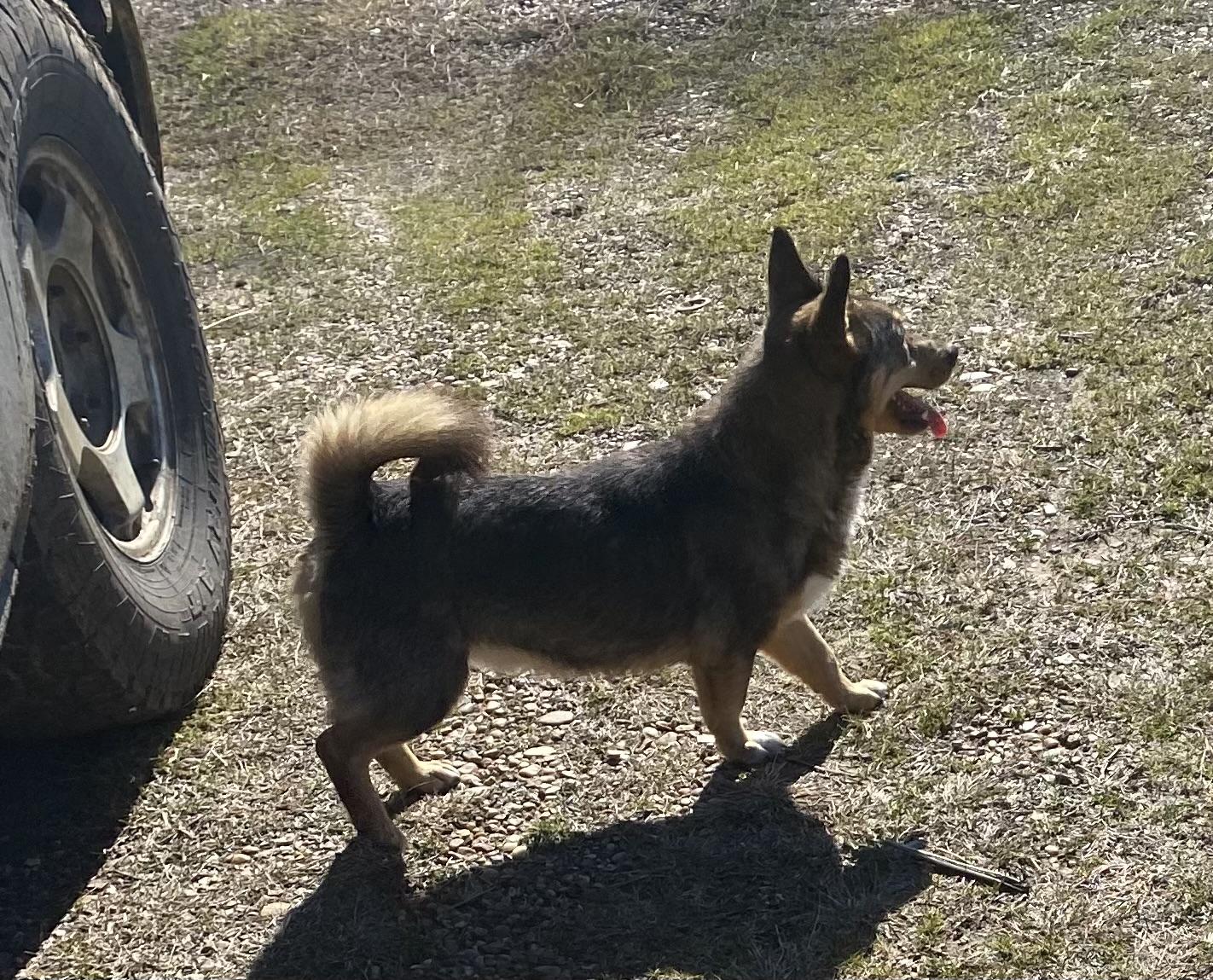 Copper, Adult Male unknown