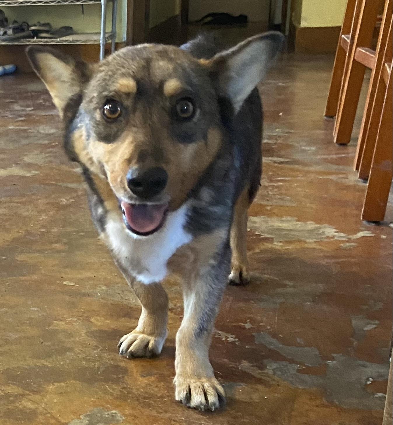 Copper, an adoptable Corgi in Bonham, TX, 75418 | Photo Image 2