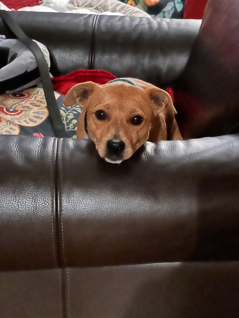 Enlarge Pooh Bear, a Adopted mixed breed in San Francisco, CA image 1/6