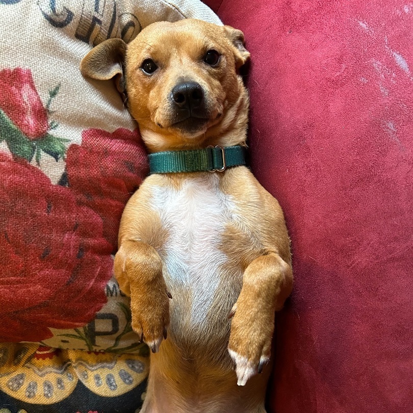 Pooh Bear, Adopted, Young Male Chihuahua & Labrador Retriever.