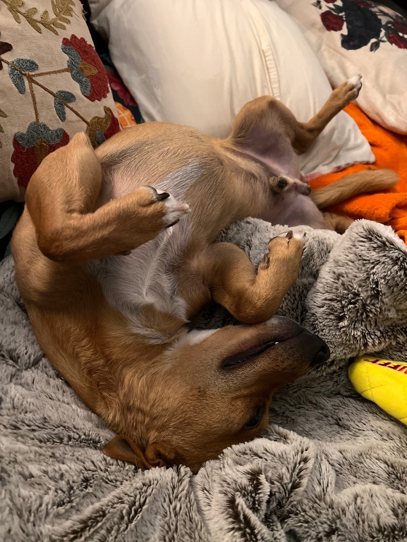 Enlarge Pooh Bear, a Adopted mixed breed in San Francisco, CA image 3/6