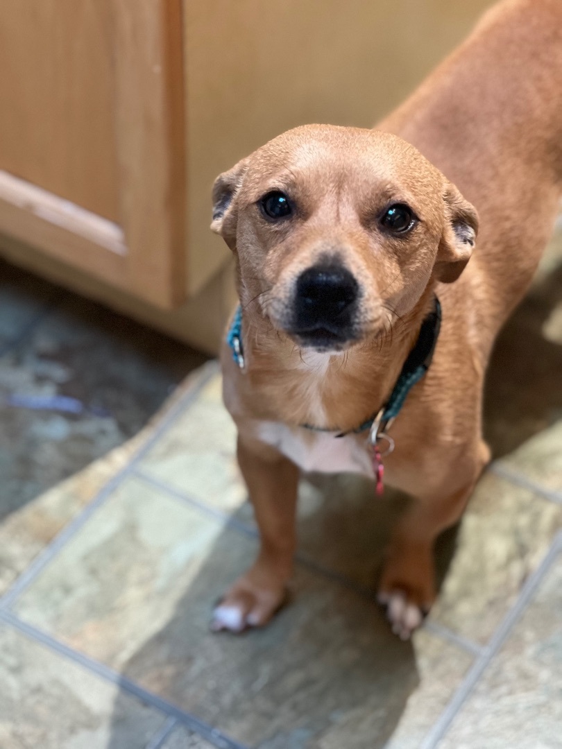 Enlarge Pooh Bear, a Adopted mixed breed in San Francisco, CA image 4/6