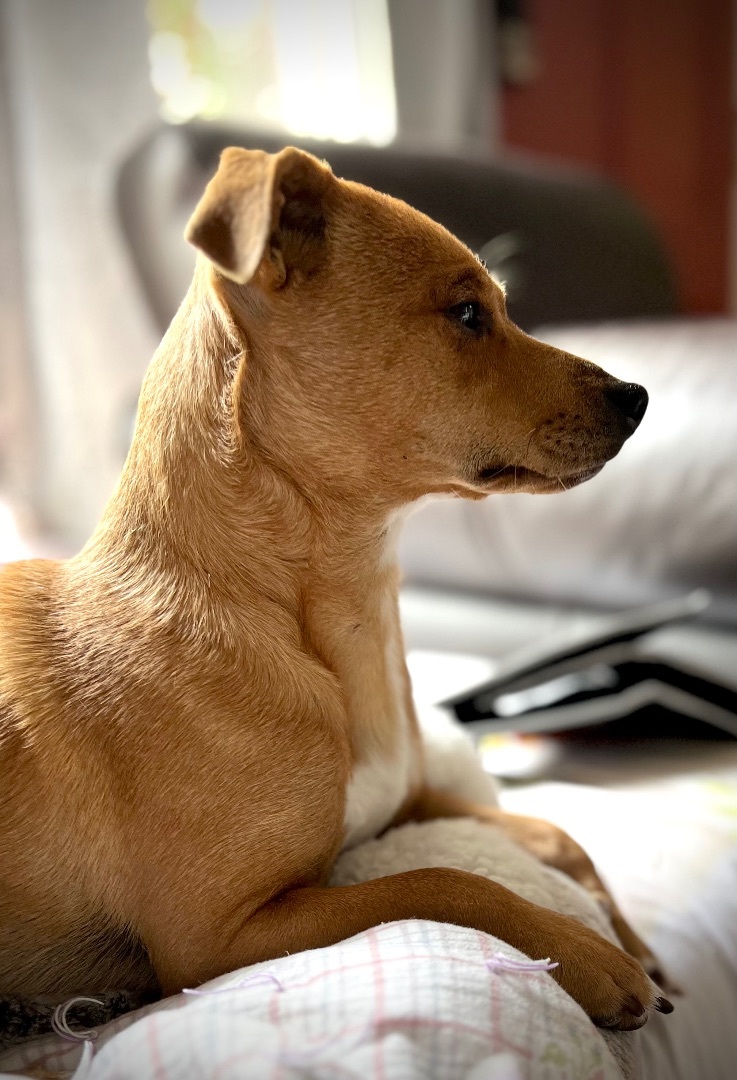 Enlarge Pooh Bear, a Adopted mixed breed in San Francisco, CA image 5/6