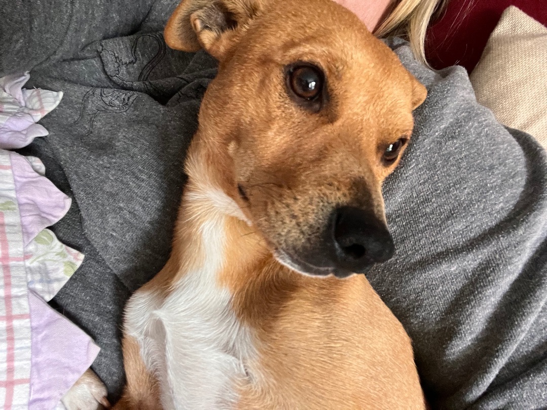 Enlarge Pooh Bear, a Adopted mixed breed in San Francisco, CA image 6/6