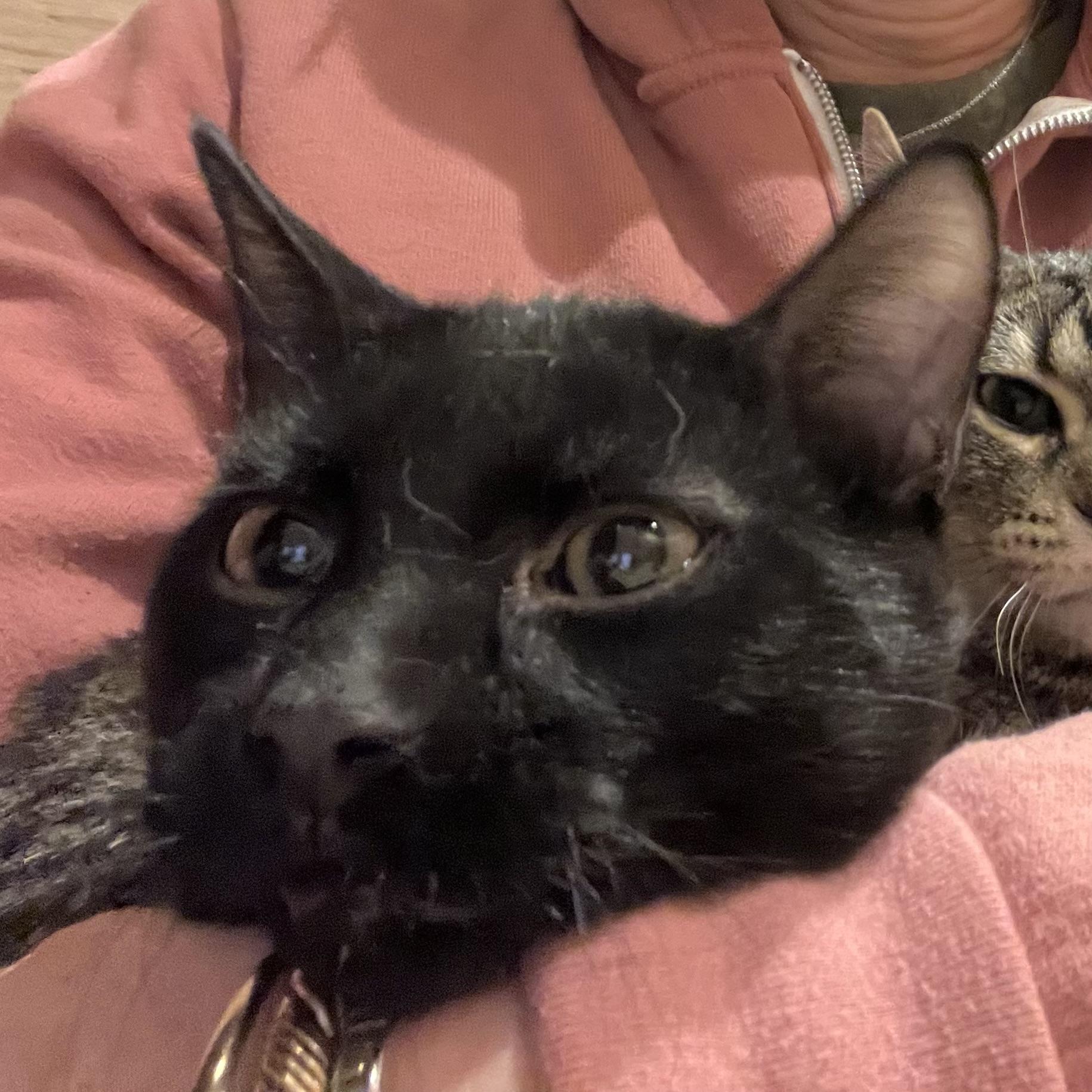 Sam, a ADOPTABLE mixed breed in Prior Lake, MN image 1/6