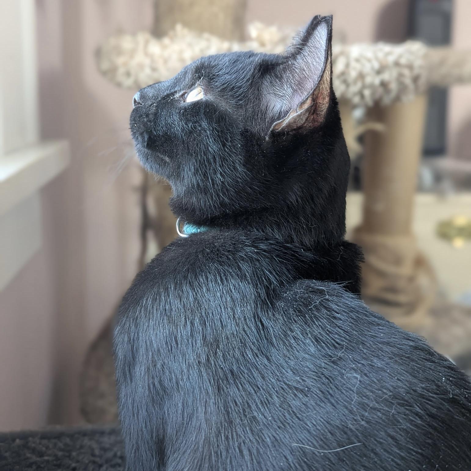 Sam, a ADOPTABLE mixed breed in Prior Lake, MN image 2/6