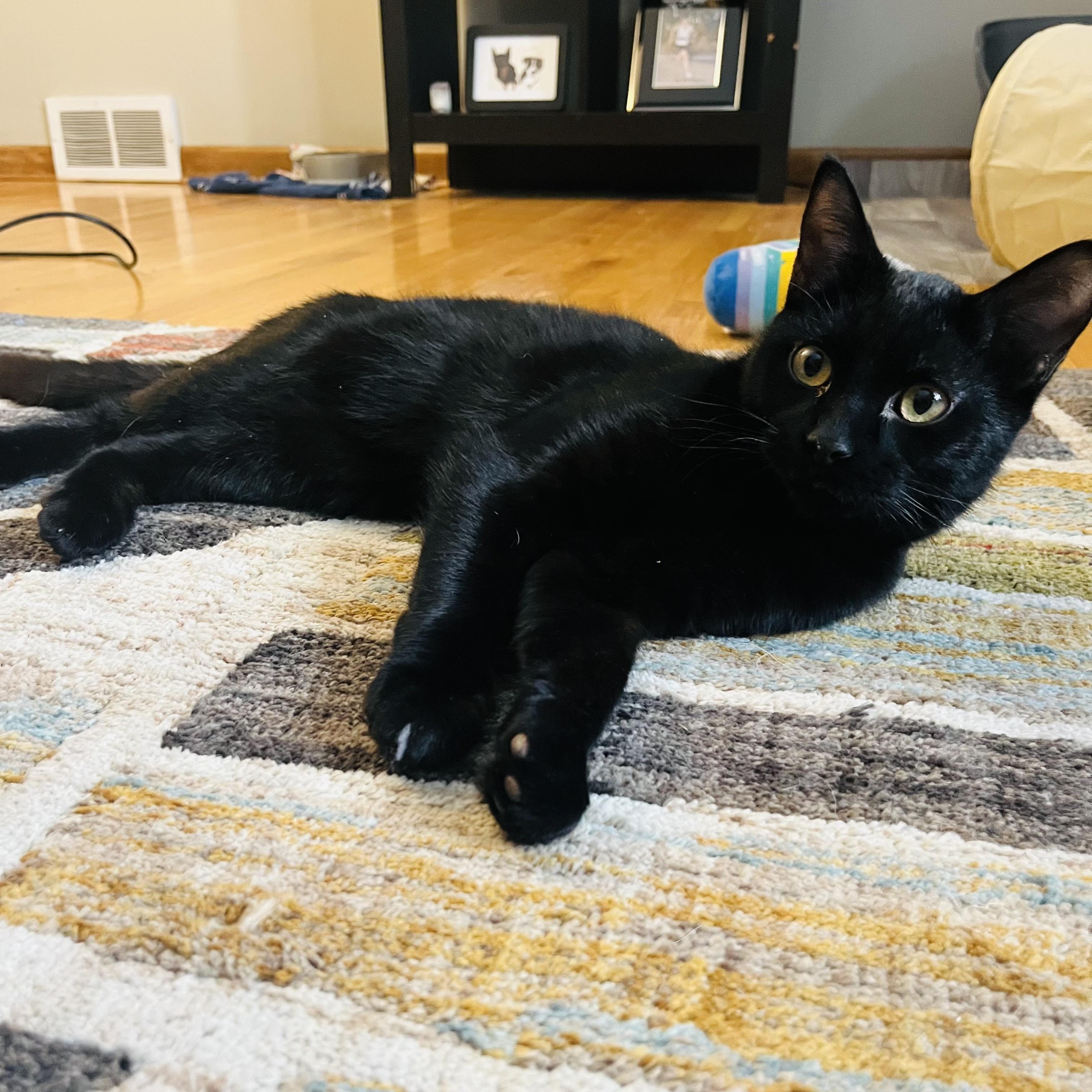 Enlarge Sam, a ADOPTABLE mixed breed in Prior Lake, MN image 3/5