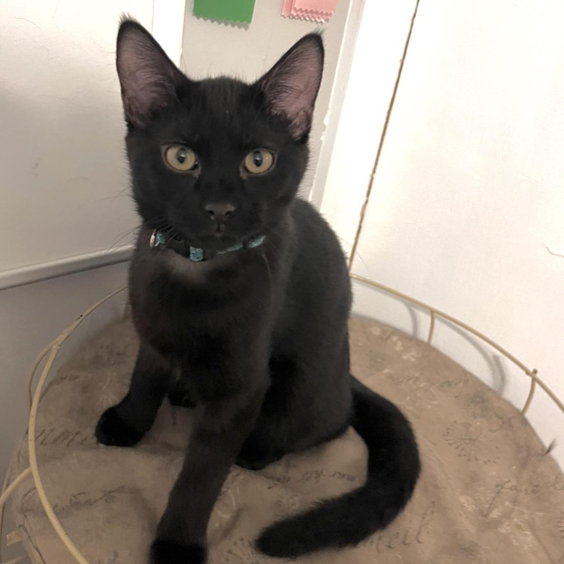 Sam, a ADOPTABLE mixed breed in Prior Lake, MN image 3/6