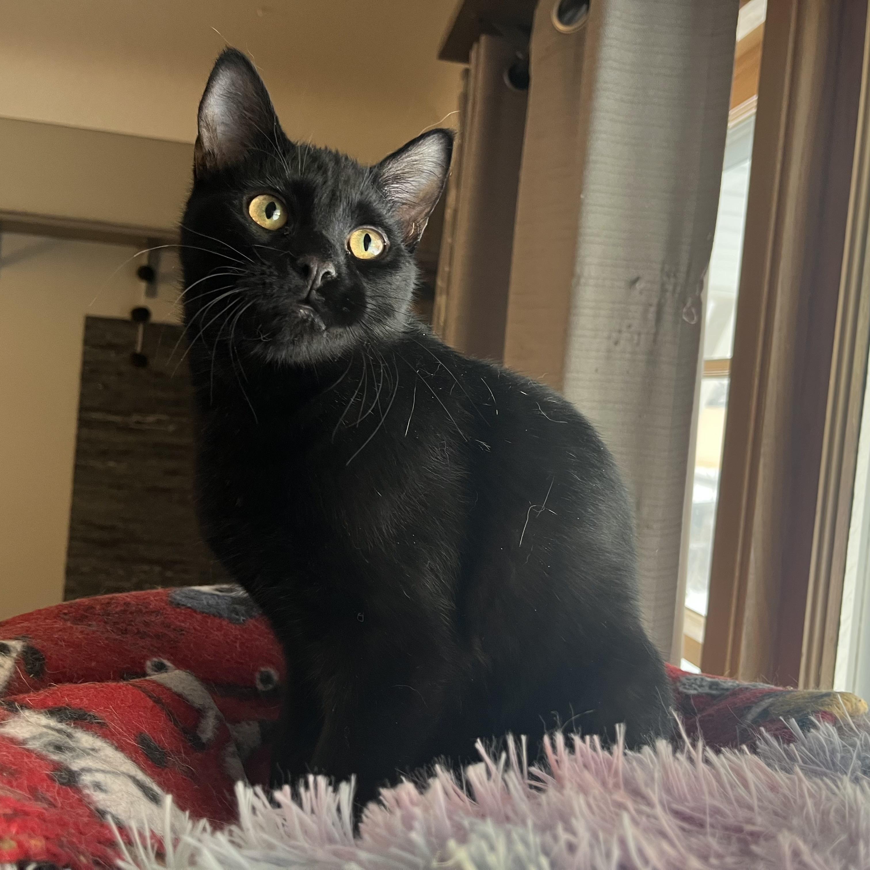 Sam, ADOPTABLE, Kitten Male Domestic Medium Hair.