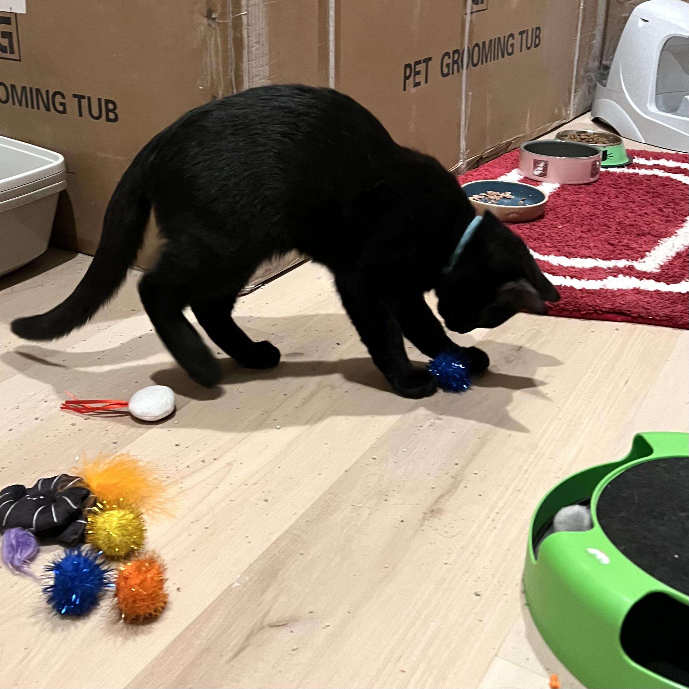 Sam, a ADOPTABLE mixed breed in Prior Lake, MN image 4/6