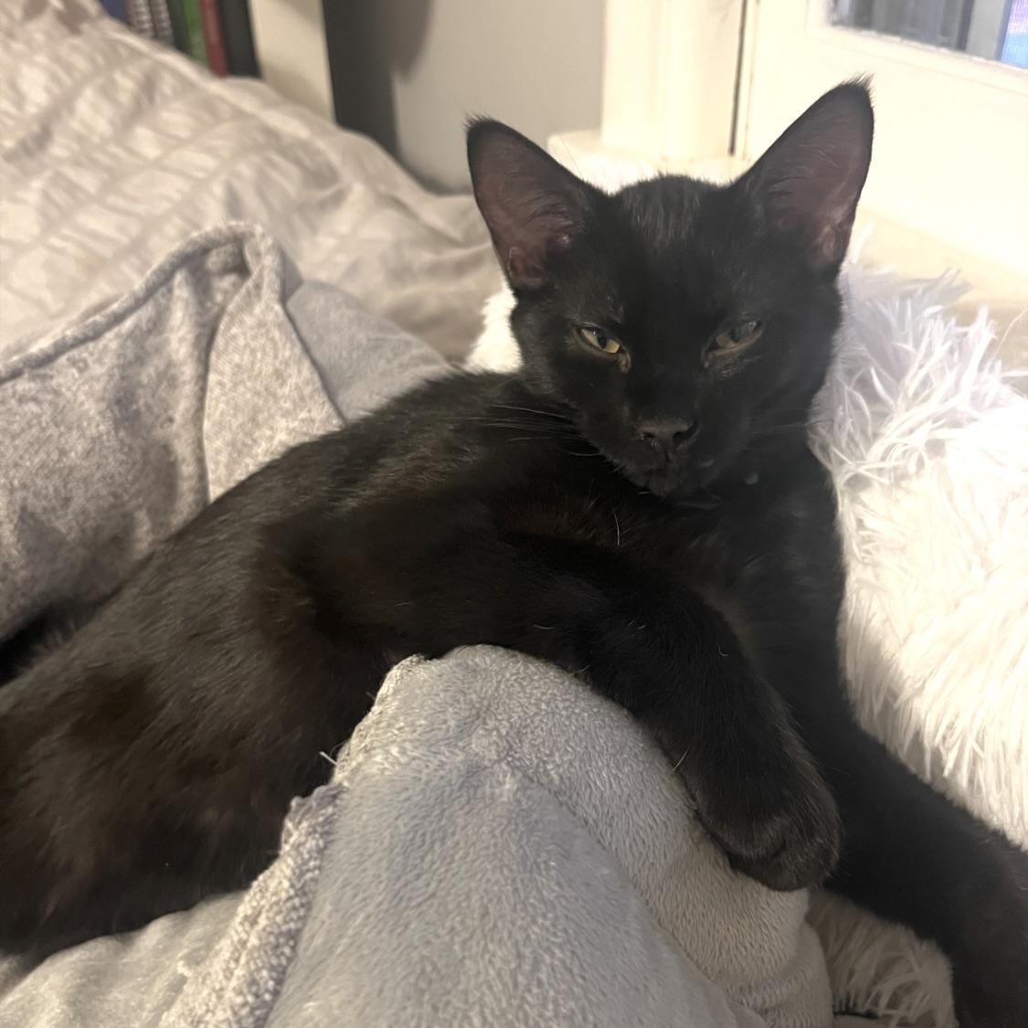 Sam, a ADOPTABLE mixed breed in Prior Lake, MN image 5/6