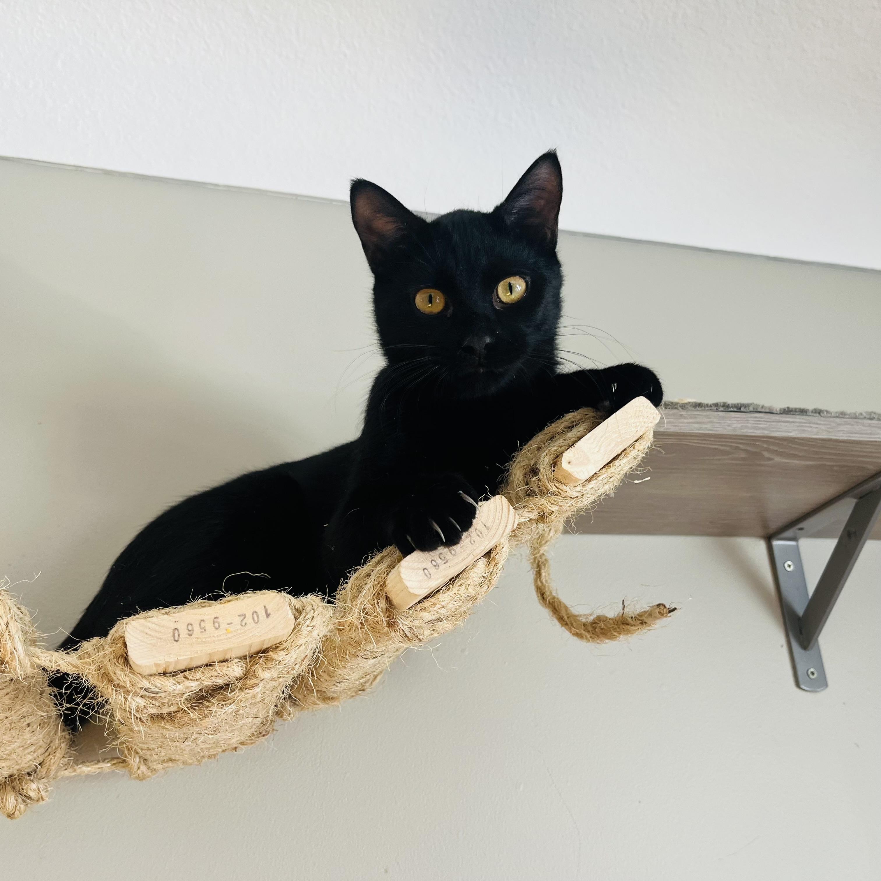 Enlarge Sam, a ADOPTABLE mixed breed in Prior Lake, MN image 2/5