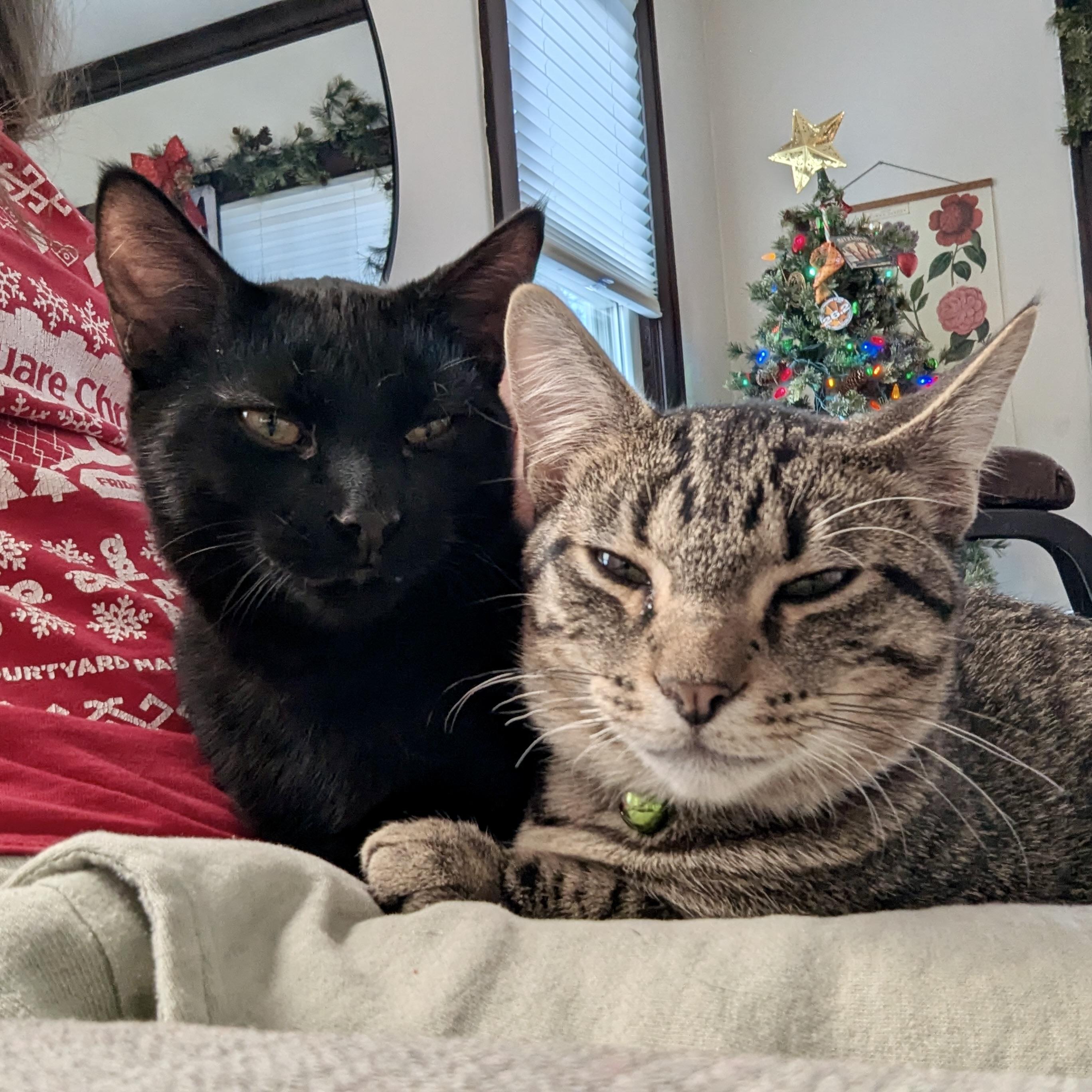 Enlarge Sam, a ADOPTABLE mixed breed in Prior Lake, MN image 6/6