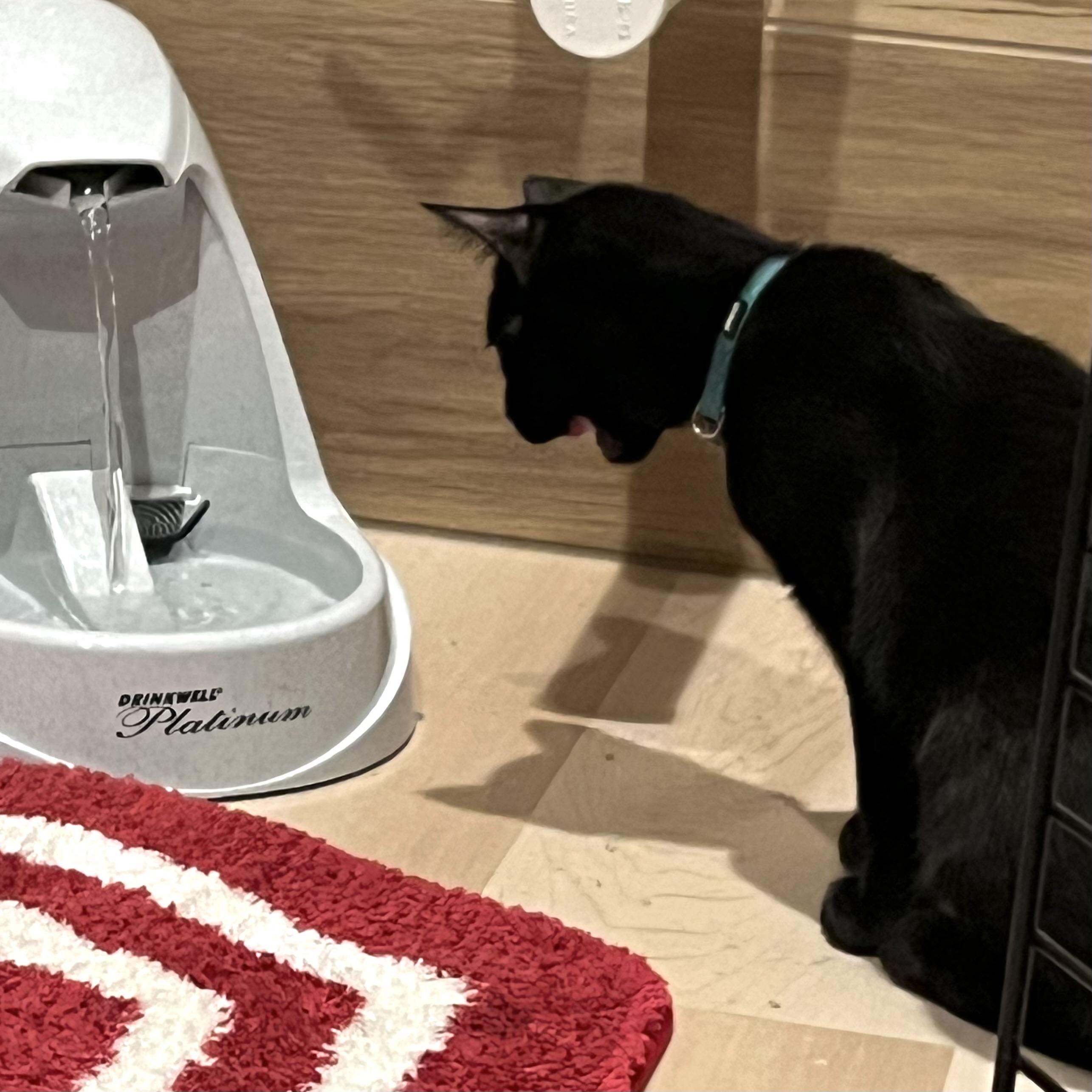 Sam, a ADOPTABLE mixed breed in Prior Lake, MN image 6/6