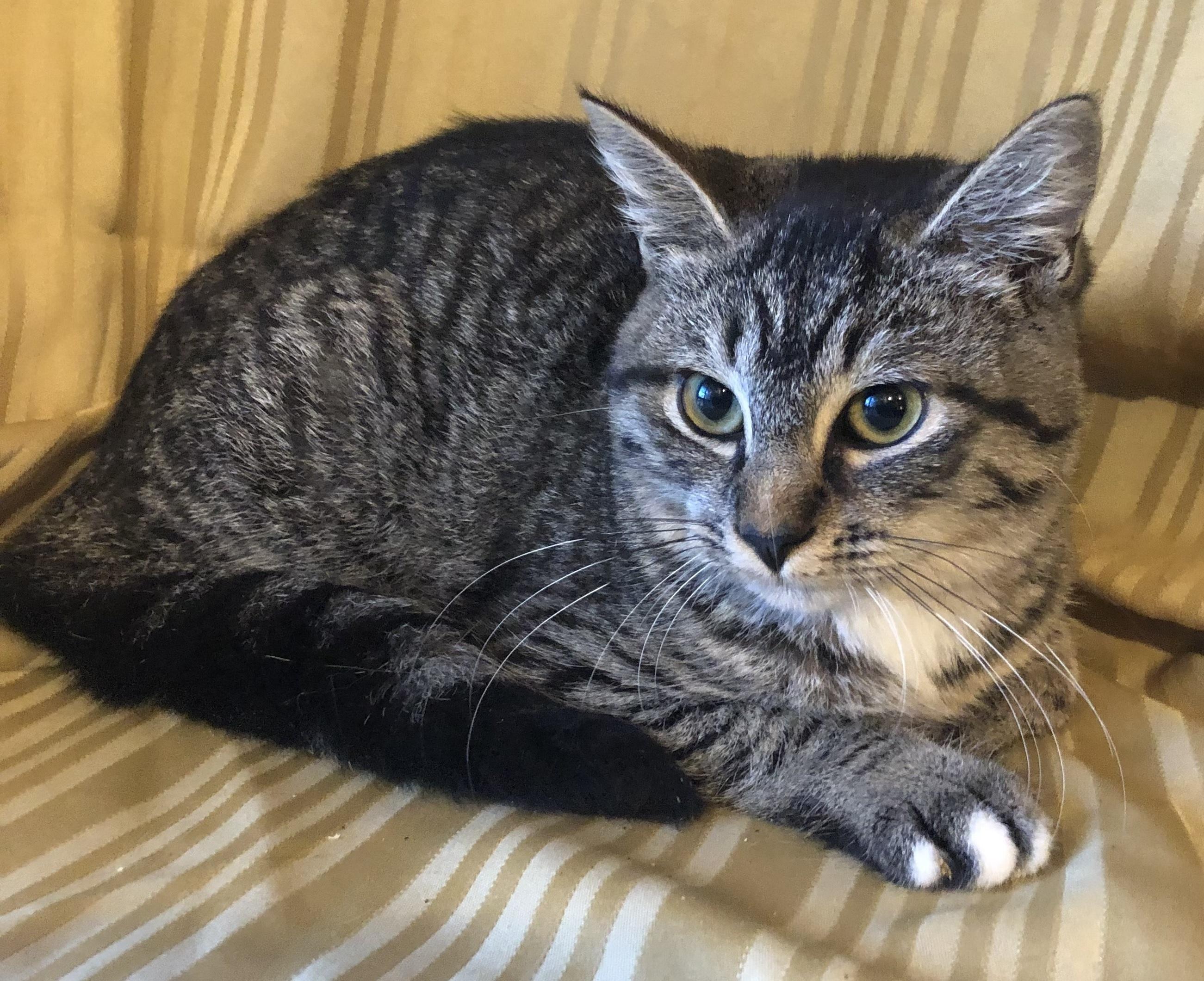 Whiskers — thumbnail 2