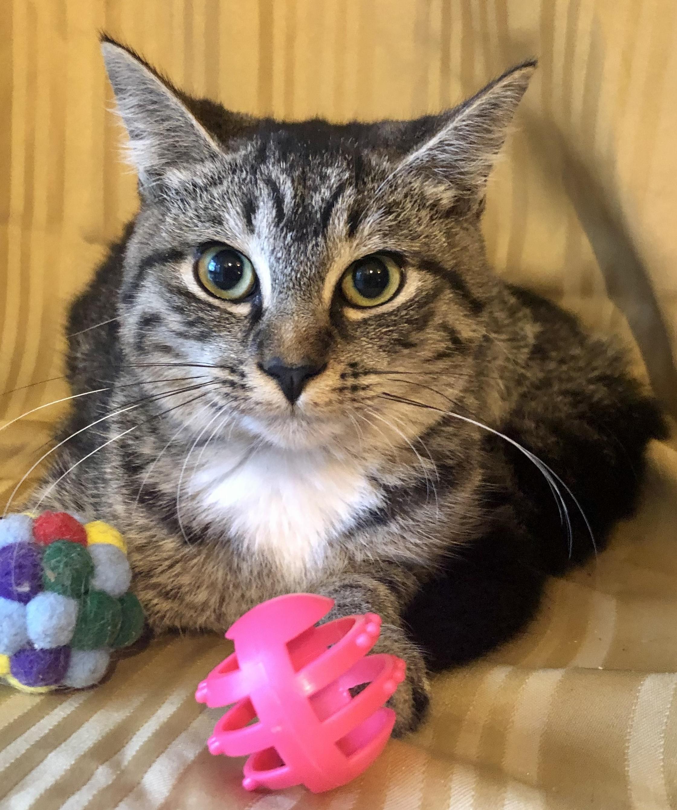 Whiskers — thumbnail 3