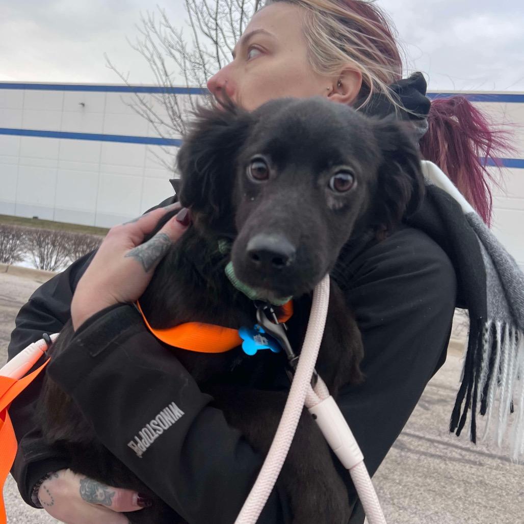 Zuri, Adoptable, Young Female Labrador Retriever & Mixed Breed.