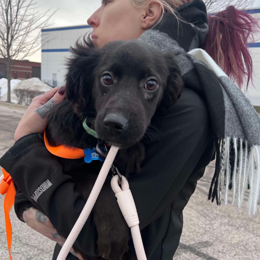 Enlarge Zuri, a Adoptable mixed breed in St. Charles, IL image 2/6