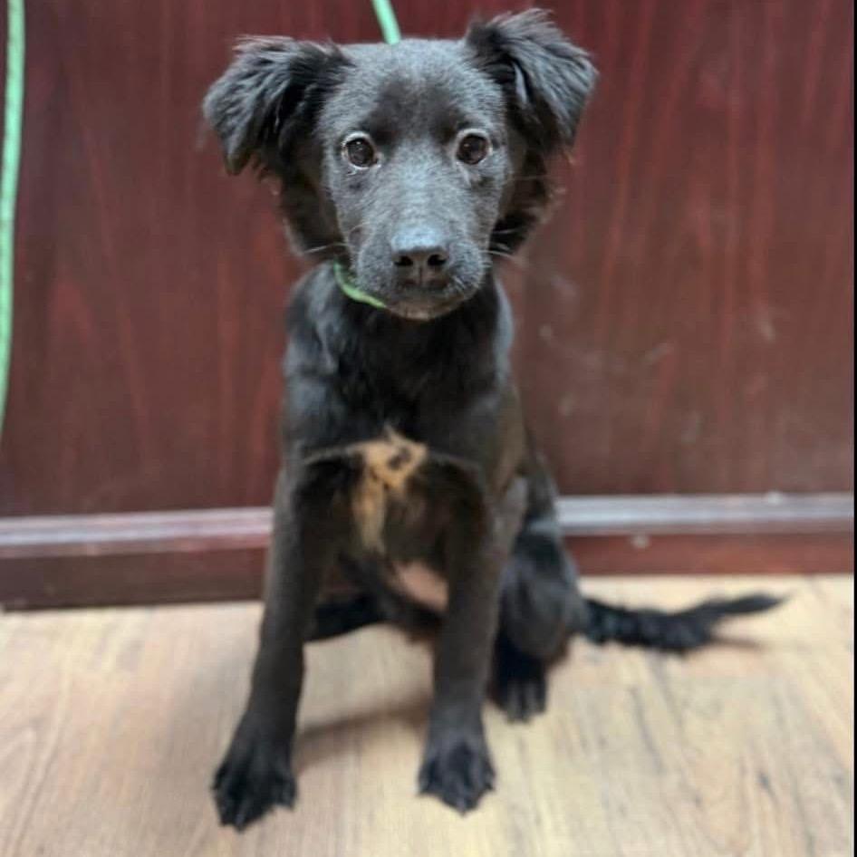 Enlarge Zuri, a Adoptable mixed breed in St. Charles, IL image 3/6