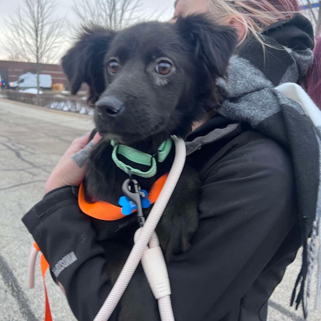 Enlarge Zuri, a Adoptable mixed breed in St. Charles, IL image 4/6