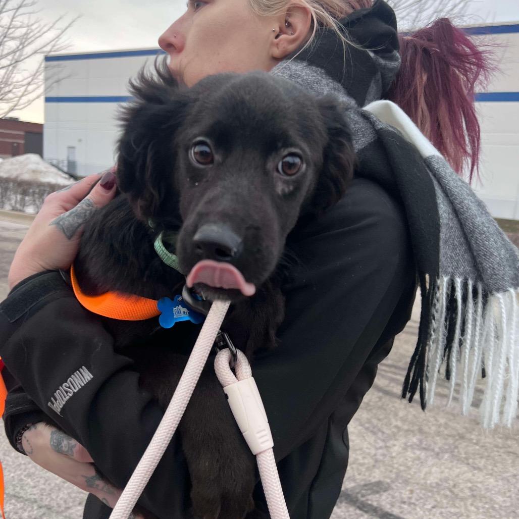 Enlarge Zuri, a Adoptable mixed breed in St. Charles, IL image 5/6