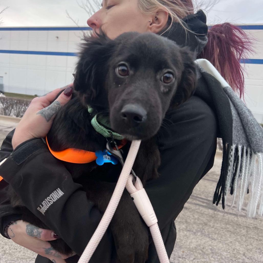 Enlarge Zuri, a Adoptable mixed breed in St. Charles, IL image 6/6