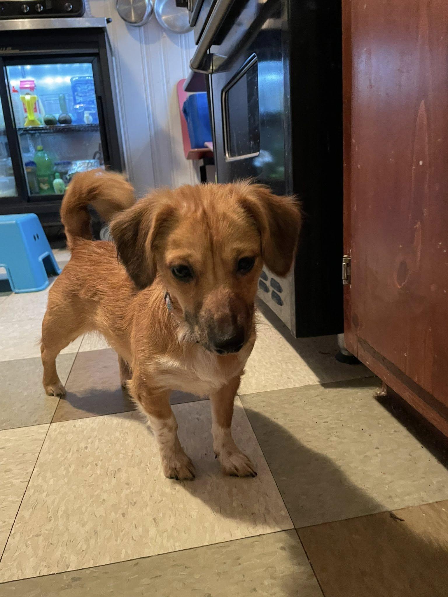 Maggie, ADOPTABLE, Young Female Dachshund (Long Haired).