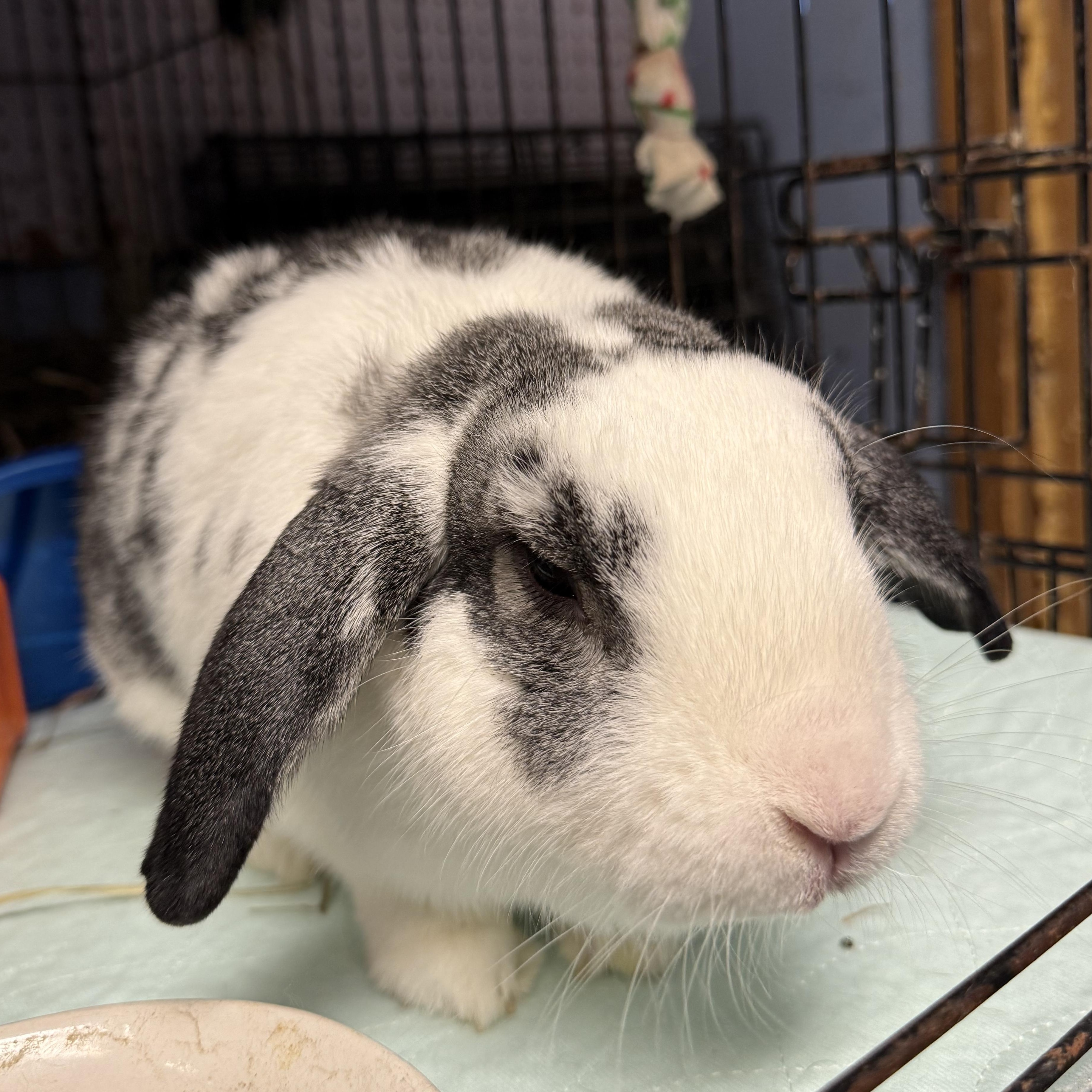 Egypt, a Adoptable French Lop in Norwalk, CT image 3/4