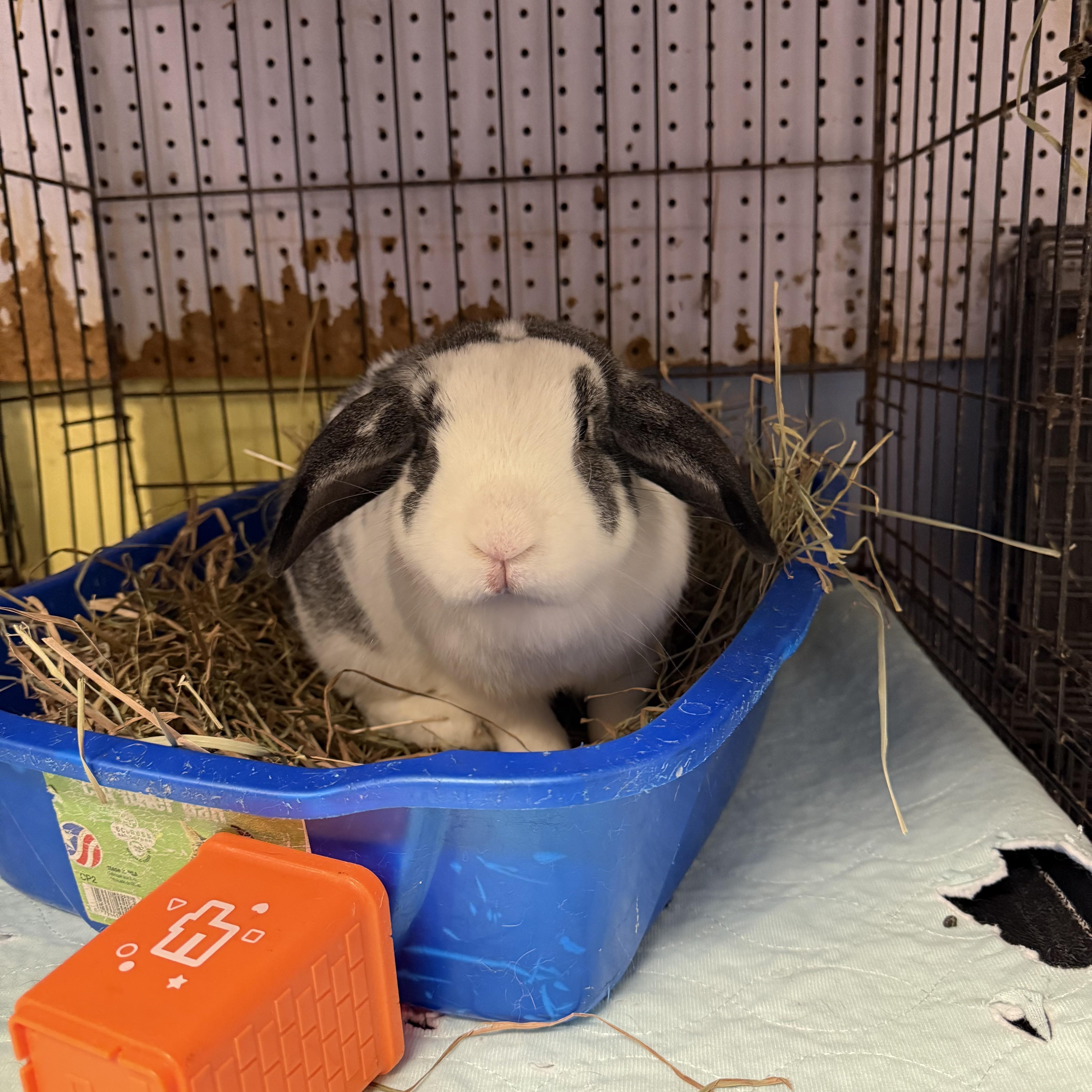 Egypt, a Adoptable French Lop in Norwalk, CT image 2/4