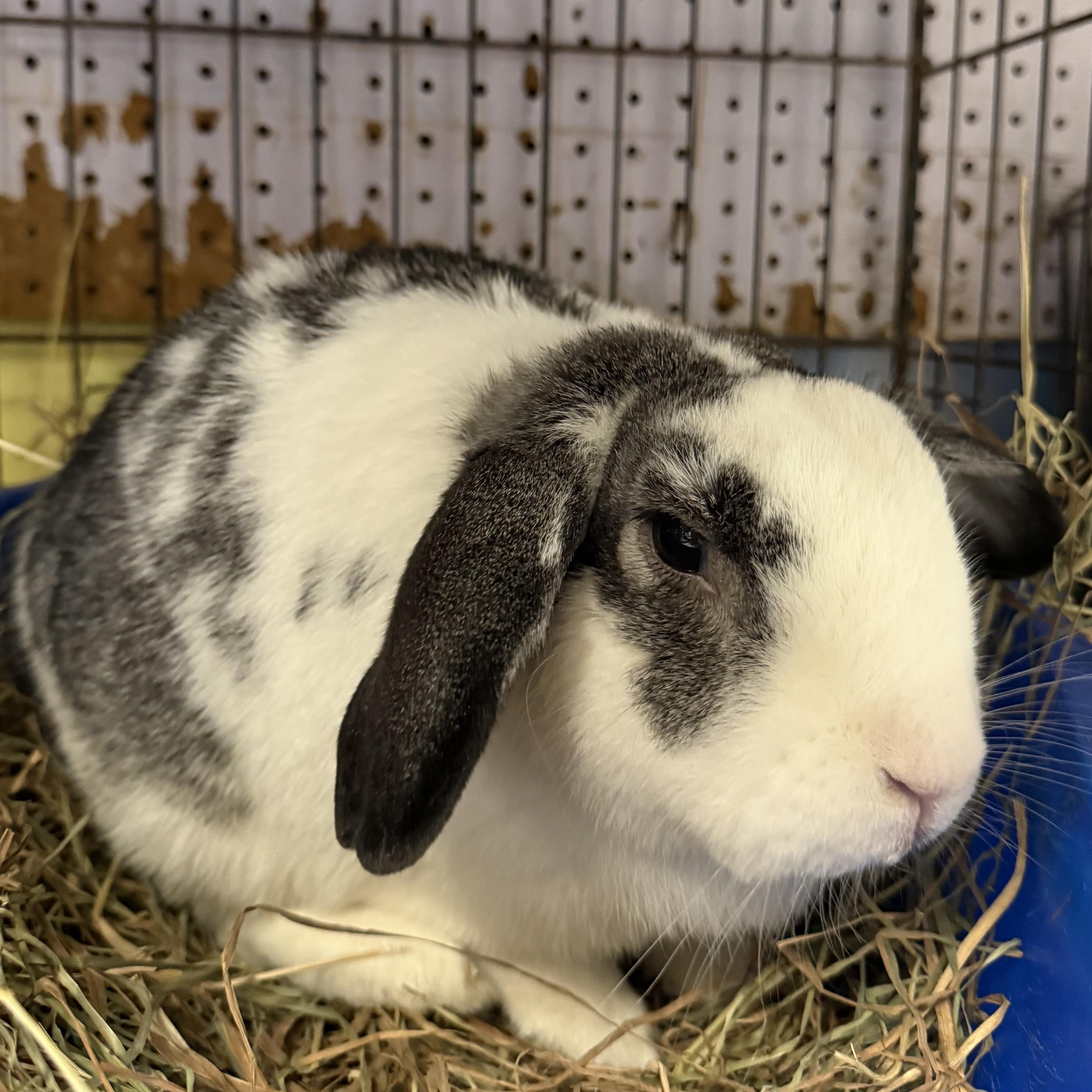 Egypt, Adoptable, Adult Male French Lop.